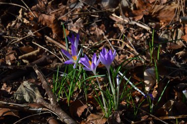 Ormanda İlkbahar Kötü Düşen Şehir, Aşağı Saksonya 'da