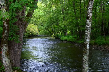 Great Smoky Dağları Ulusal Parkı, Tennessee