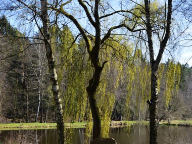 Landscape in Spring at the River Warnau in the Village Borg, Lower Saxony clipart