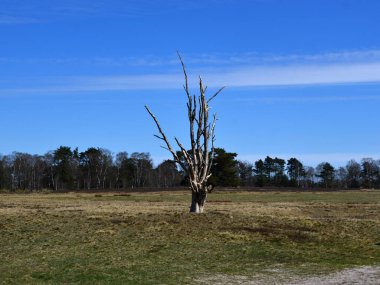 Landscape in Spring in the Heath Lueneburger Heide, Schneverdingen, Lower Saxony clipart