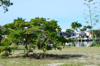 Meksika Körfezi, Florida 'daki Marco Adası' na park et.