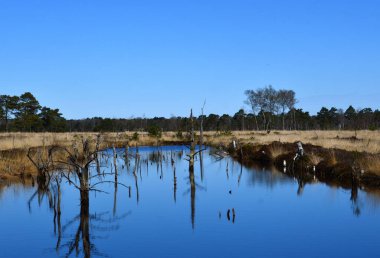 Landscape in Spring in the Fen Pietzmoor, Schneverdingen, Lower Saxony clipart