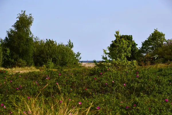 Holstein eyâletinde, Baltık Denizi kıyısındaki Laboe tatil beldesinde.