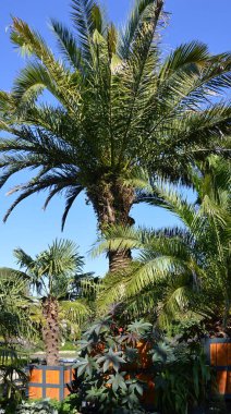 Bad Pyrmont 'taki Palm Garden, Aşağı Saksonya