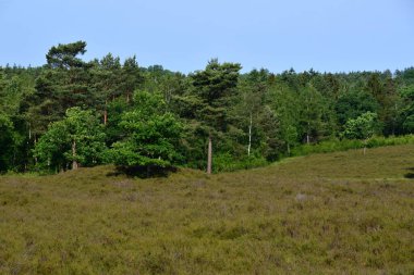 Heath Lueneburger Heide, Benefeld, Lower Saxony 'deki Tarihi Tepe Mezarları