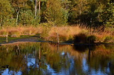 Landscape in Autumn at Lake Grundloser See in the Town Walsrode, Lower Saxony clipart