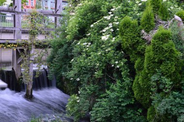 Thüringen 'deki Bad Berka kasabasındaki Steingrabenbach deresinde bahar.