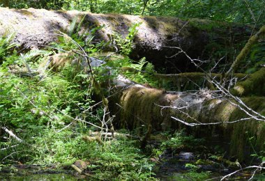 Olimpiyat ulusal parkında yağmur ormanları, Washington
