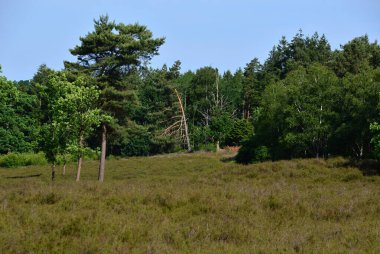 Heath Lohheide 'deki Tarihi Tepe Mezarları, Yardım, Aşağı Saksonya