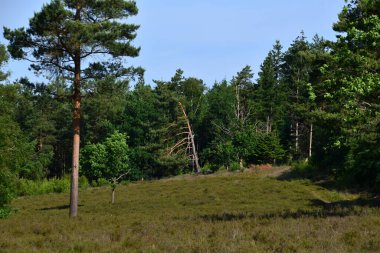 Heath Lueneburger Heide, Benefeld, Lower Saxony 'deki Tarihi Tepe Mezarları