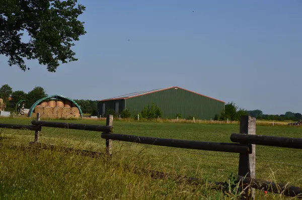 Sonbaharda Heath Lueneburger Çiftliği Heide, Aşağı Saksonya