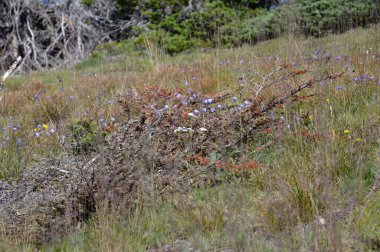 Washington Olimpiyat Ulusal Parkı 'ndaki Kasırga Tepesi' ndeki Meadow.