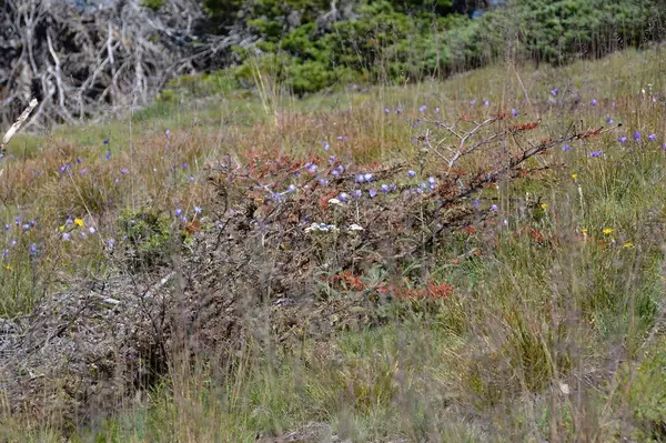Washington Olimpiyat Ulusal Parkı 'ndaki Kasırga Tepesi' ndeki Meadow.