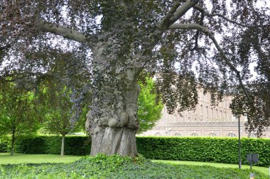 İlkbaharda şehir merkezindeki Bonn Park, Kuzey Ren - Vestfalya