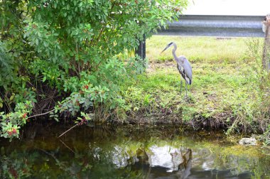 Heron Everglades Ulusal Parkı, Florida