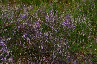 Valley Buesenbachtal 'daki Bloom Juniper Heath Lueneburger Heide, Aşağı Saksonya
