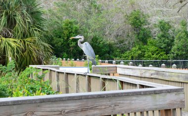 Heron Everglades Ulusal Parkı, Florida