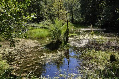 Olimpiyat ulusal parkında yağmur ormanları, Washington