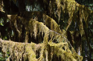 Olimpiyat ulusal parkında yağmur ormanları, Washington
