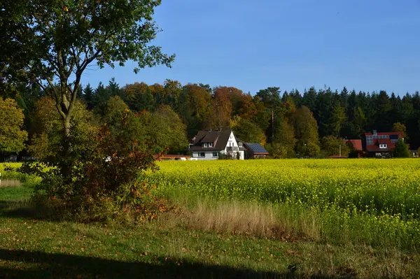 Sonbaharda Heath Lueneburger Heide, Walsrode, Lower Saxony 'deki Forsthof' da manzara