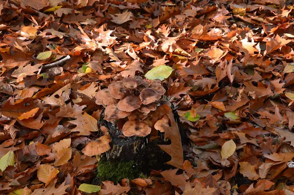 Sonbaharda Ormanda Gidiyor Eckernworth Kasabası Walsrode, Aşağı Saksonya
