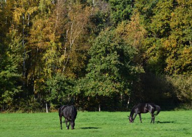 Sonbaharda Heath Lueneburger Heide, Aşağı Saksonya 'da Çiftlikte Atlar