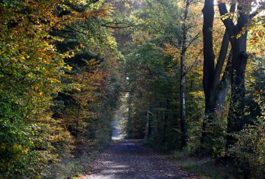 Sonbaharda Heath Lueneburger Heide, Aşağı Saksonya 'da