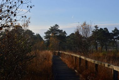 Fen Pietzmoor, Schneverdingen, Lower Saxony 'de Sonbaharda Patika