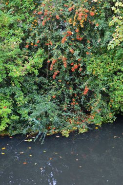 Walsrode, Aşağı Saksonya 'daki Tarihi Manastırda sonbahar