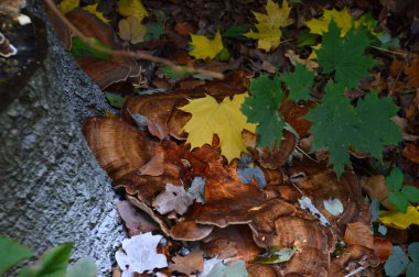 Sonbaharda Heath Lueneburger Heide, Aşağı Saksonya 'da manzara