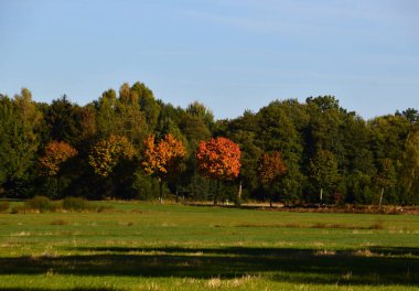 Sonbaharda Heath Lueneburger Heide, Aşağı Saksonya 'da manzara