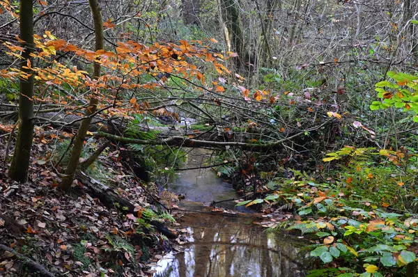 Eckernworth Ormanı 'nda Sonbaharda Akıntı Walsrode Kasabası, Aşağı Saksonya