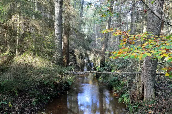 Sonbaharda Fulde Nehri Vadisi 'nde manzara, Walsrode, Aşağı Saksonya