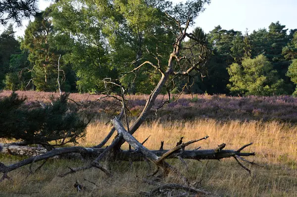 Bloom Juniper Heath Tietlinger Heide, Aşağı Saksonya