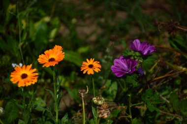 Flower Gölü Steinhuder Meer, Aşağı Saksonya