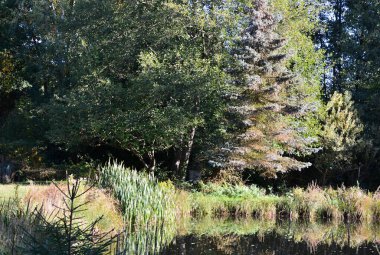 Heath Lueneburger Heide, Walsrode, Lower Saxony 'de Sonbaharda Gölet
