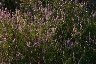 Bloom Juniper Heath Tietlinger Heide, Aşağı Saksonya