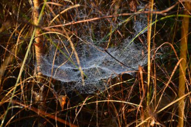 Örümcek Ağı Sonbaharda Sabah Fen Pietzmoor, Schneverdingen, Aşağı Saksonya 'da