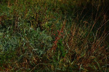 Sonbaharda çayırda Heath Lueneburger Heide, Aşağı Saksonya