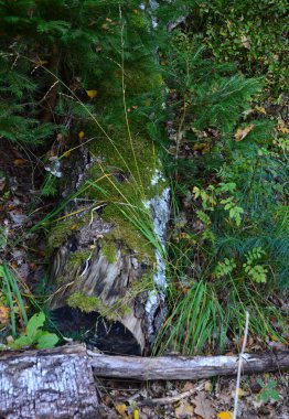 Sonbaharda Fen Grundlose Mağarası 'nda manzara Walsrode, Aşağı Saksonya