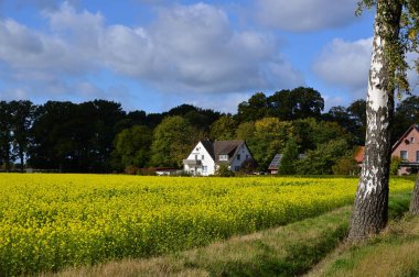 Autum 'daki manzara Heath Lueneburger Heide, Aşağı Saksonya