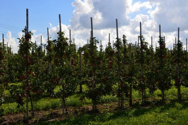 Eski Ülkede Sonbaharda Elma Çiftliği, Aşağı Saksonya