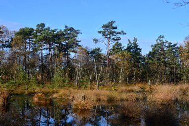 Fen Pietzmoor, Schneverdingen, Lower Saxony 'de sonbaharda manzara