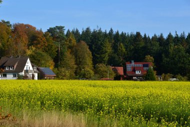 Forsthof, Walsrode, Lower Saxony 'de Sonbaharda Çiftlik
