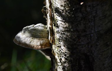 Sonbaharda Fen Grundlose Mağarası 'nda mantar, Walsrode, Aşağı Saksonya