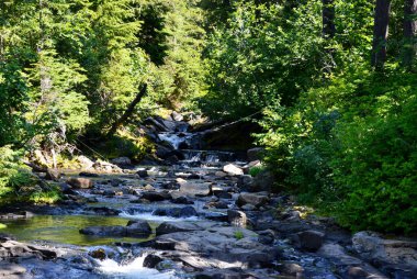 Stream in Mount Rainier National Park, Washington