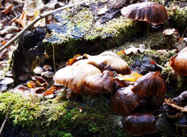Heath Lueneburger Heide 'de sonbaharda mantar, Aşağı Saksonya