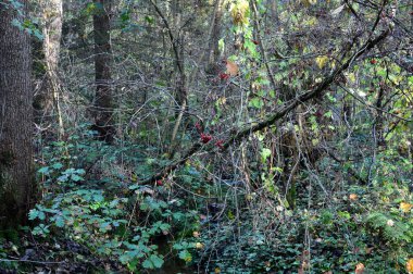 Sonbaharda Eckernworth Ormanı 'nda manzara Walsrode, Aşağı Saksonya