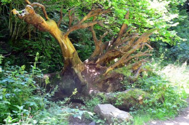 Baharda Landscae Kara Orman 'daki Lotenbachklamm Kanyonu, Baden Wuerttembereg