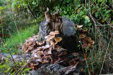 Heath Lueneburger Heide 'de sonbaharda mantar, Aşağı Saksonya
